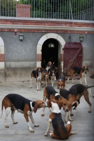 Псарня. Возле замка до сих пор сохранила