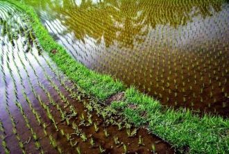 В настоящее время банауэсским террасам у