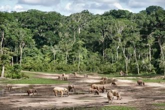 Роль слона в заповеднике уникальна, так 