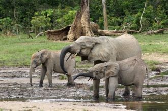 В настоящее время в Дзанга Санга вернулс