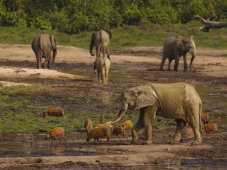 Лесные слоны стали жертвами браконьеров,