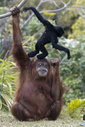 Орангутан играет с соседом по вольеру — 