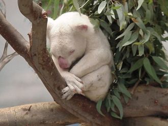 Единственный в мире коала-альбинос родил