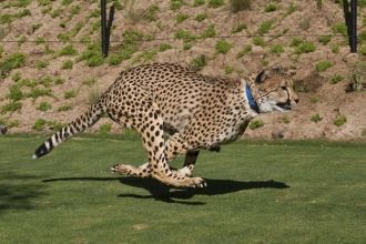 Двухлетний гепард Шили на 100-метровом т