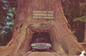 Chandelier Tree высотой в 315 ft (96м.) 