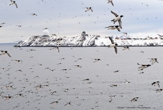 Богат рыбой. Приливы полусуточные величи