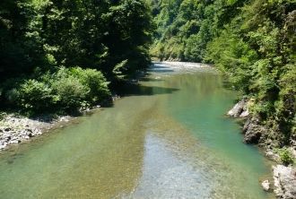 По берегам куститься великолепный папоро