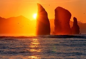 На островах гнездятся различные морские 