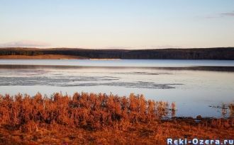В зарослях тростника и камыша стайками д