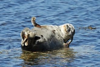 Много водоплавающих птиц и морских живот