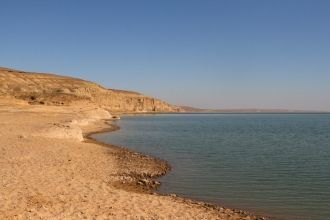 Ихтиофауна Амударьи насчитывает 40 видов