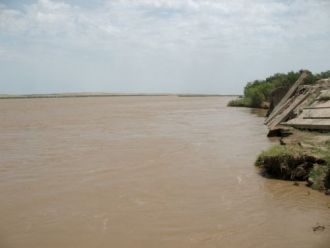 Из копытных в тугае обитают кабан и буха