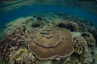 Долгое время Хальмахера находился в зави