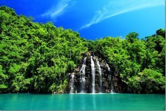 Большинство местных пород деревьев вырас