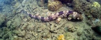 На острове — как во всей Индонезии — оче