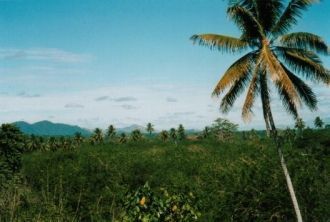 Жизнь на тропических островах зародилась