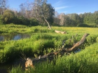 Есть и такая версия, по которой снижение