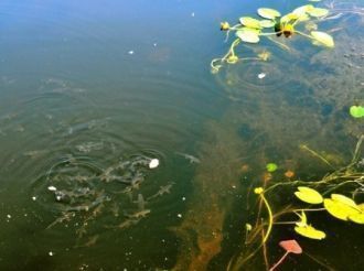 Чаще всех встречаются серые гуси, журавл