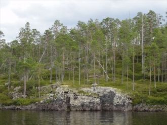 Донная фауна состоит главным образом из 