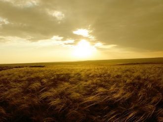 В пределах участка выявлено десять почве