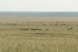 Гидрографическую степь представляют лощи