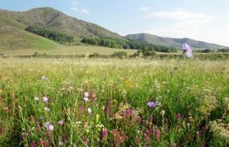 Оренбургский заповедник в этой местности