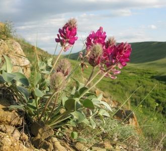 Заповедник «Оренбургский» содержит более