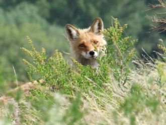 В данной местности распространены обыкно