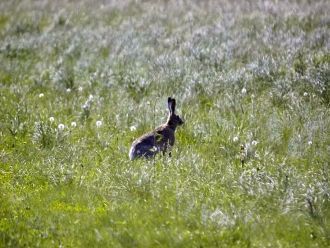 На территории распространено более 20 ви