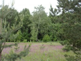 Очень интересна в заповеднике фауна прес