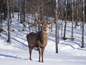 Однако появление в заповеднике крупных х