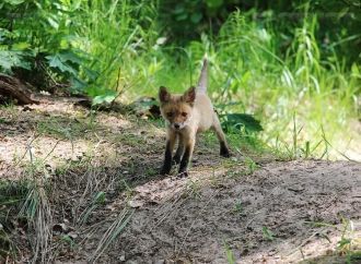 В геологическом отношении территория зап