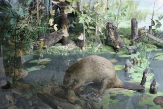 Название «бор» обусловлено тем, что здес