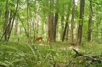 Стабильно высока и численность косули, п