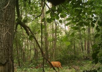 В 1985 году Воронежскому заповеднику при