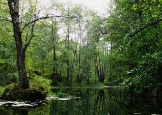 Заповедник занимает часть водораздела ре