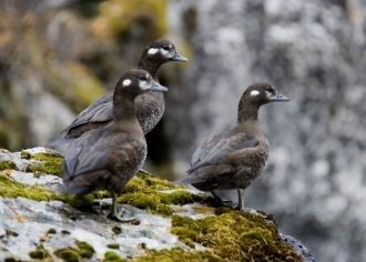 Фауна беспозвоночных животных сравнитель
