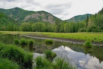 Лиственничные леса (из лиственницы Гмели