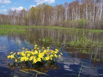 В формировании флоры и фауны Мещеры важн