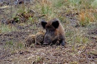 Кабаны поселились в заказнике еще в пяти