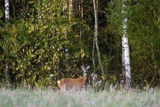 Фауна, населяющая заповедную зону, харак