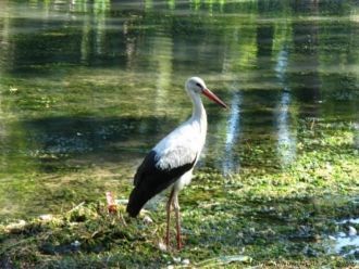 Для начального образования родительского
