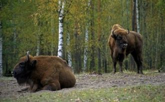 С 1967 года в мировую программу по рассе