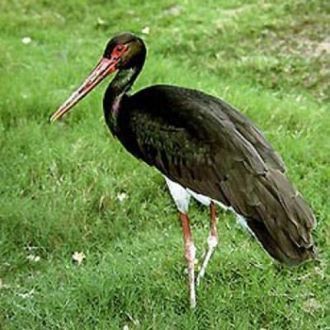 Изучение жизни птиц проводится с помощью