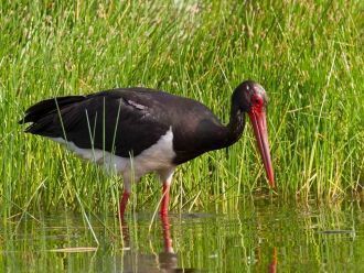 Отдельного внимания заслуживает черный а