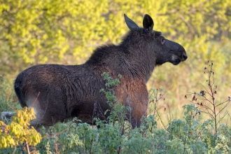 В заповеднике издавна проживает большая 