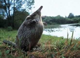 Русская выхухоль – реликтовое насекомояд