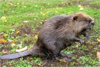 Среди водных млекопитающих более всего р