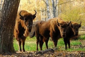 В 1959 году Окский заповедник предостави