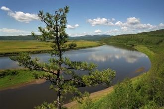 Под лиственными лесами развиваются дерно
